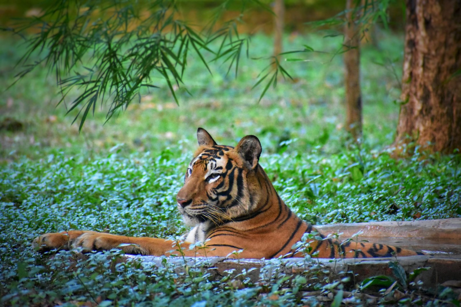 Railways and State Forest Department to Find Alternate Routes for Palamau Tiger Reserve