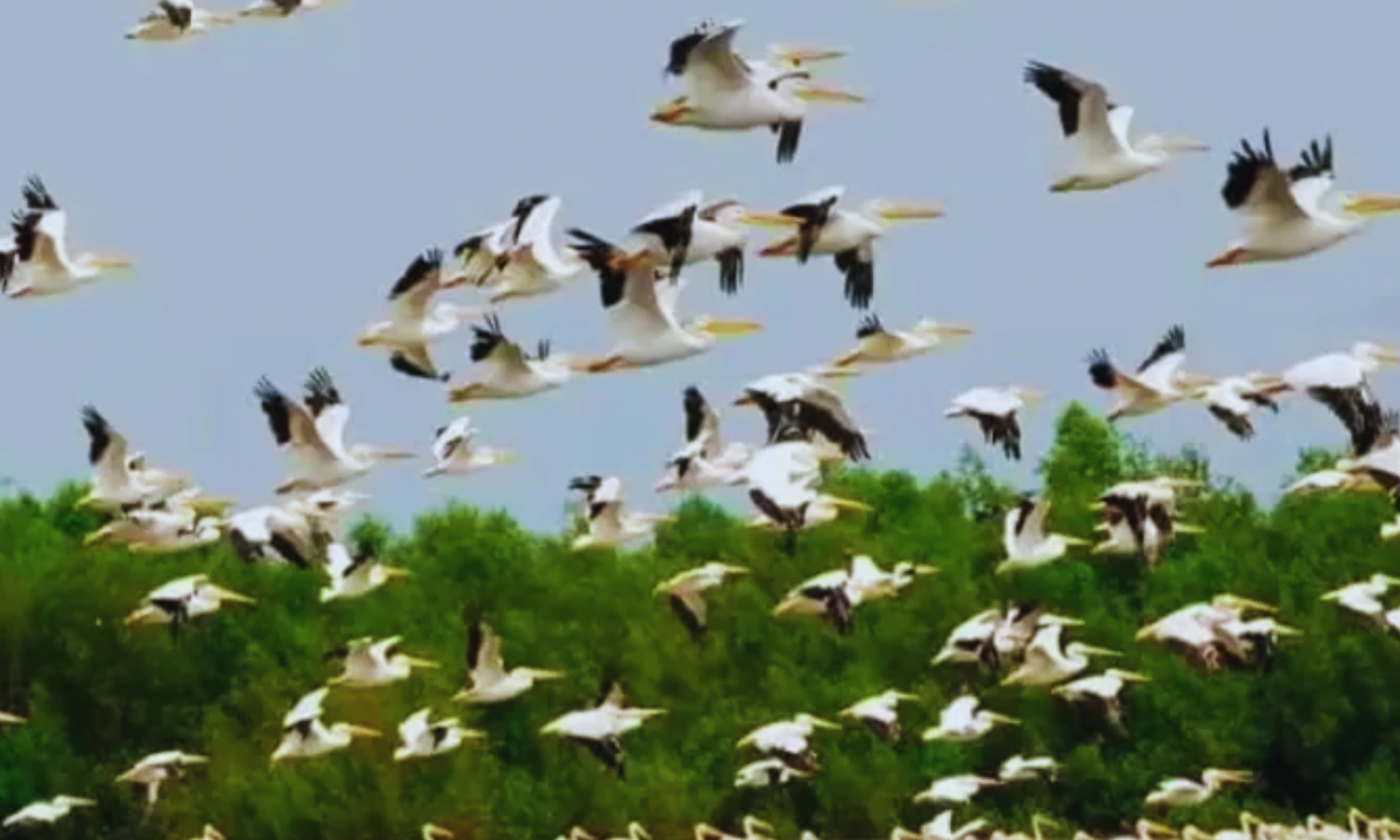 Udhwa Lake Bird Sanctuary: Sahebganj